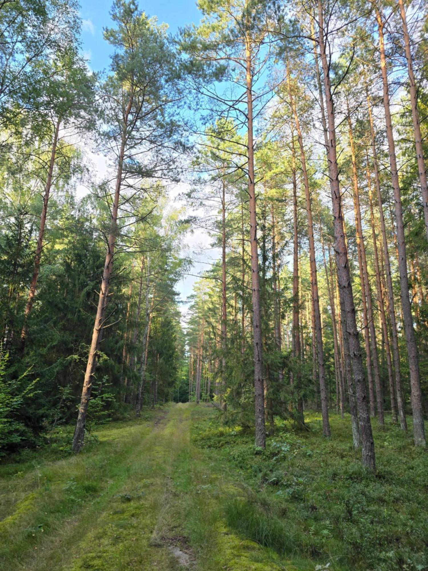 Bosko Siemiany - Bania, Jacuzzi, Kino Plenerowe, Ognisko, Rowery, Sup Villa Buitenkant foto